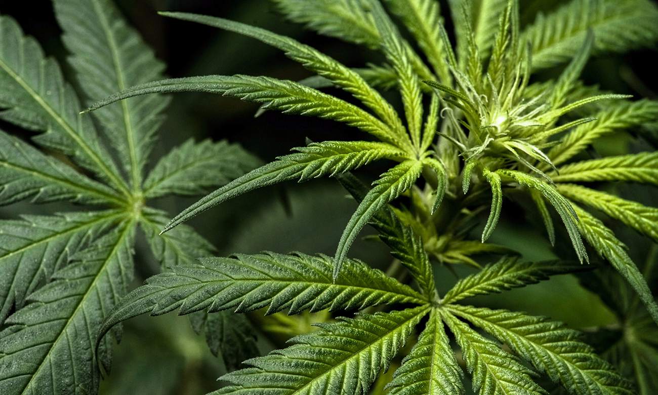 Anvisa aprova venda de produtos à base de Cannabis em farmácias
