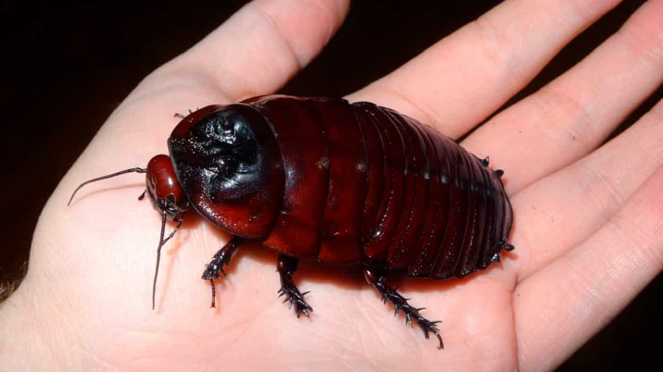 Conheça 5 dos insetos mais bizarros do mundo