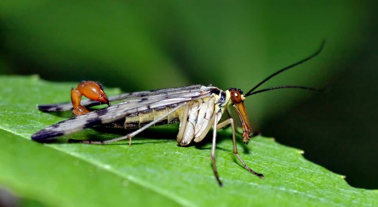 Conheça 5 dos insetos mais bizarros do mundo