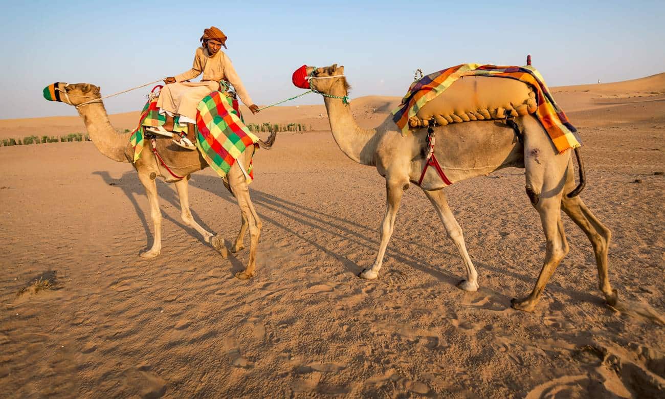 as corcovas dos camelos armazenam agua 3