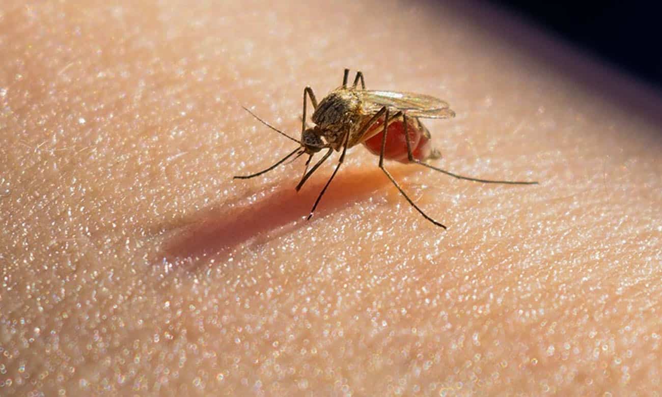 por que existem mais mosquitos no verão do que no inverno 3