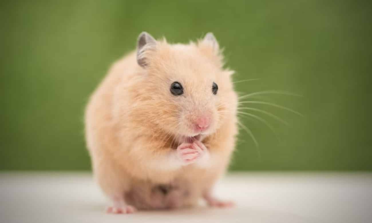 por que o hamster come os filhotes 3