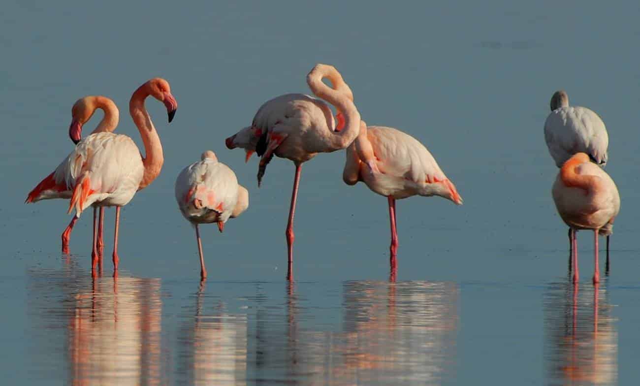 por que os flamingos ficam apoiados em uma perna so 3