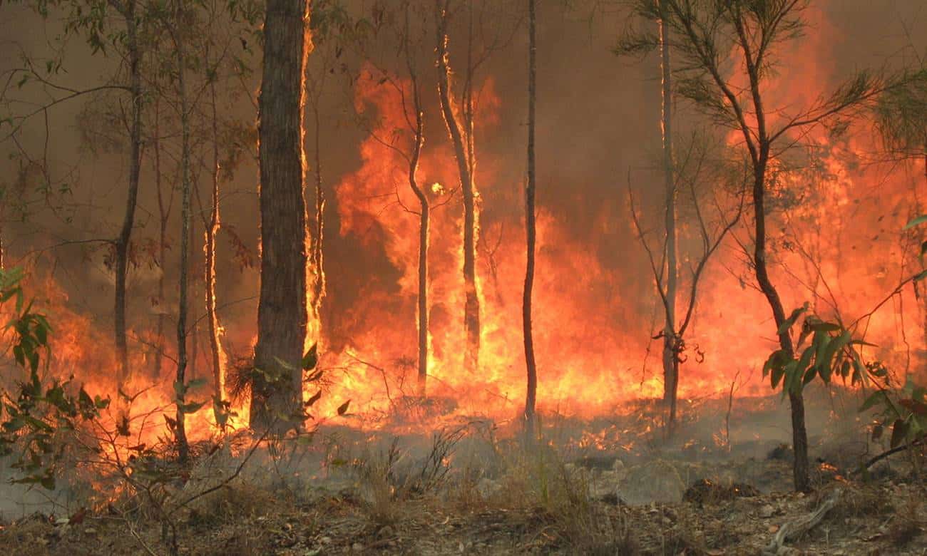 por que os incendios florestais na australia sao tao severos