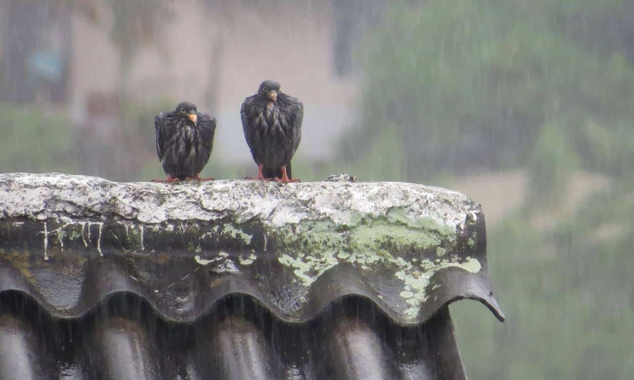 Pássaros na chuva
