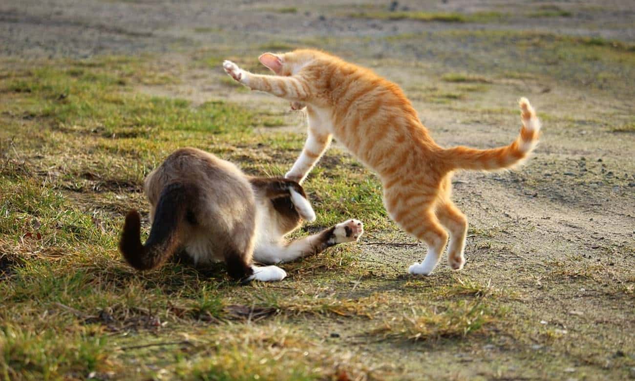 como separar uma briga de gatos