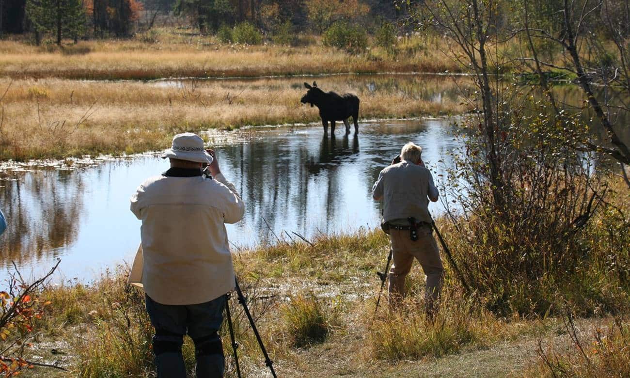 cinegrafistas filmam documentarios vida selvagem em seguranca