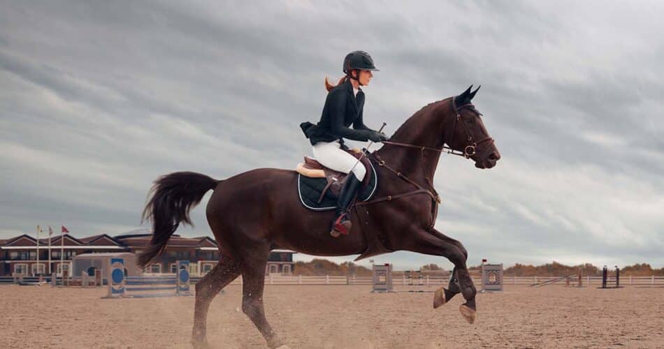 equestrian sport young girl rides on horse on championship