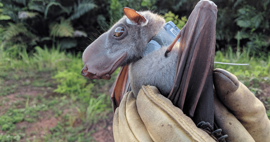 Morcego com Cabeça de Martelo: Conheça o Bizarro Animal Africano