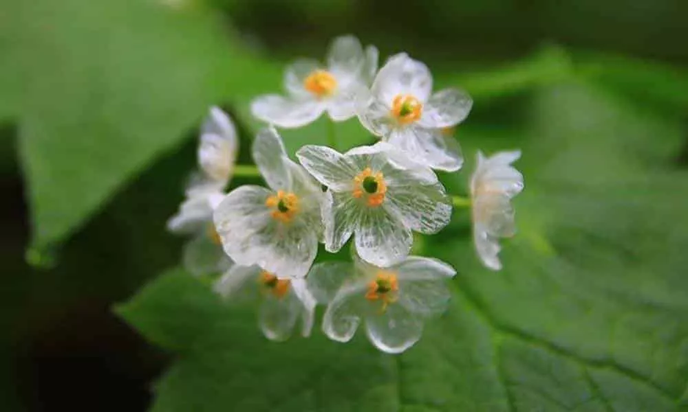 a curiosa flor que fica transparente quando entra em contato com a agua da chuva 1 1
