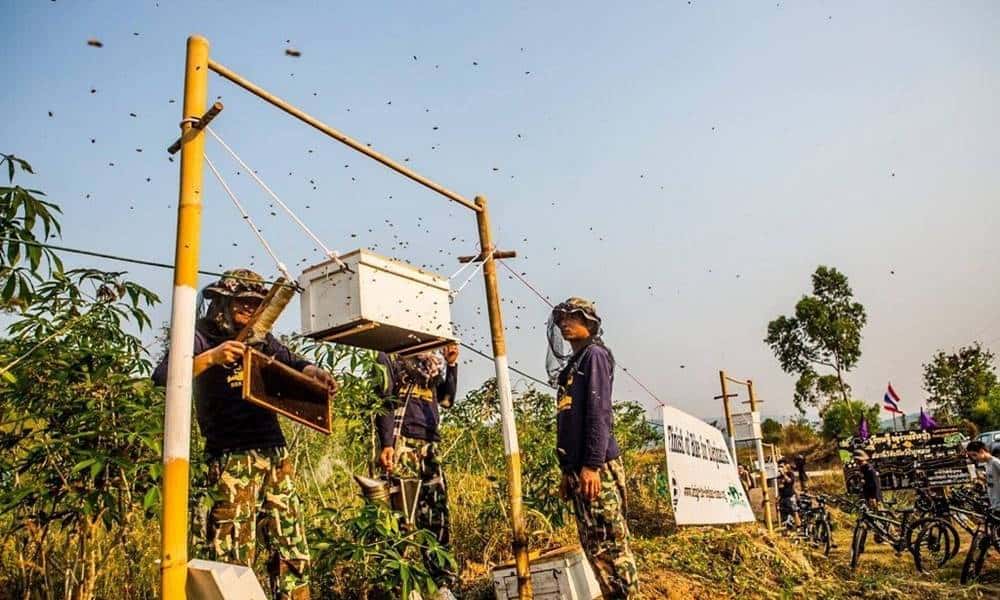 agricultores africanos usam abelhas para manter os elefantes longe das plantacoes 1 1