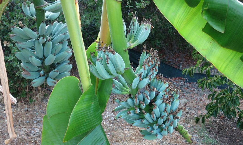banana blue java tricurioso 1 1
