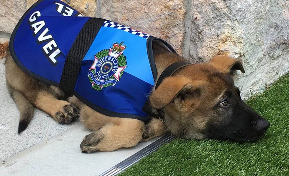 cachorro reprovado como policia
