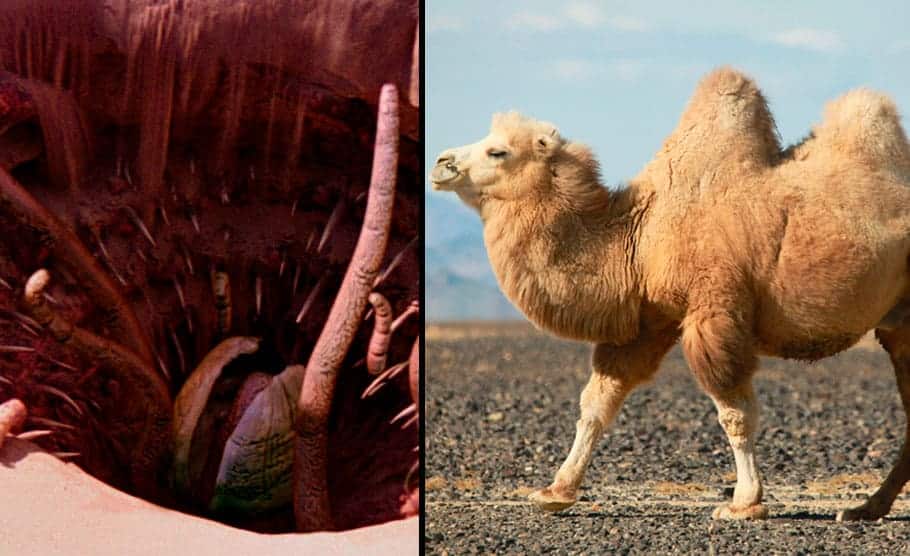 camelos comem cactos tricurioso 2