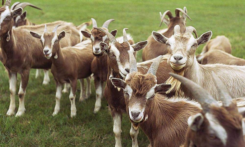 cidade americana quer usar cabras para prevenir incendios florestais 1 1
