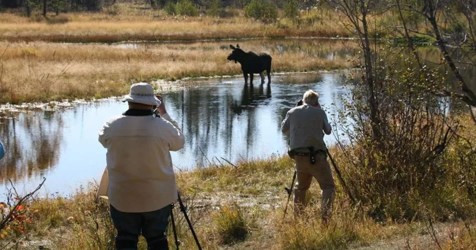 cinegrafistas filmam documentarios vida selvagem em seguranca 1 1.jpg
