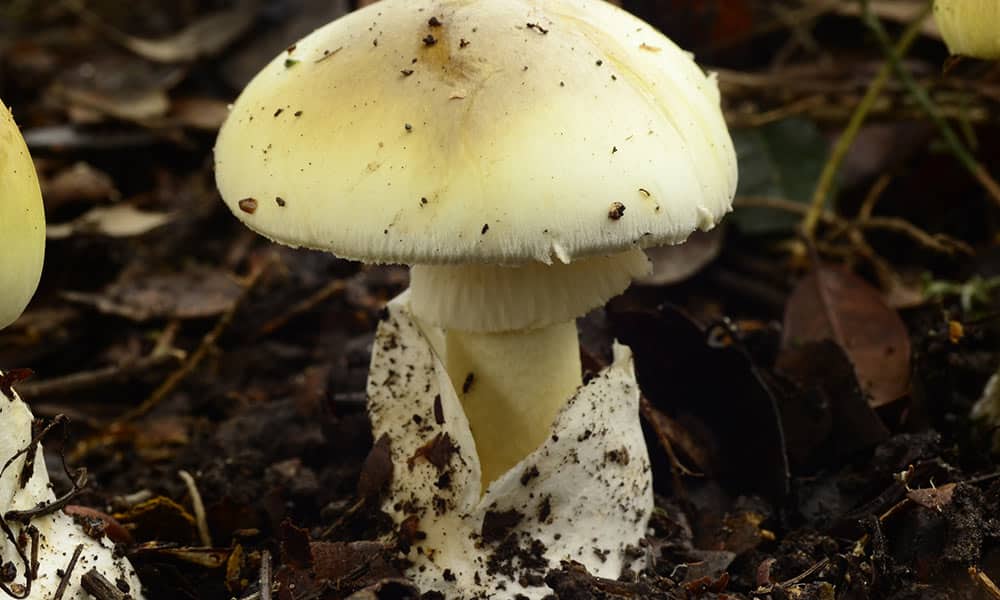cogumelos venenosos tricurioso 3 1 1