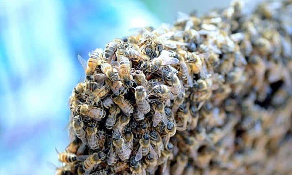 como as abelhas sobrevivem durante os invernos rigorosos 1 1