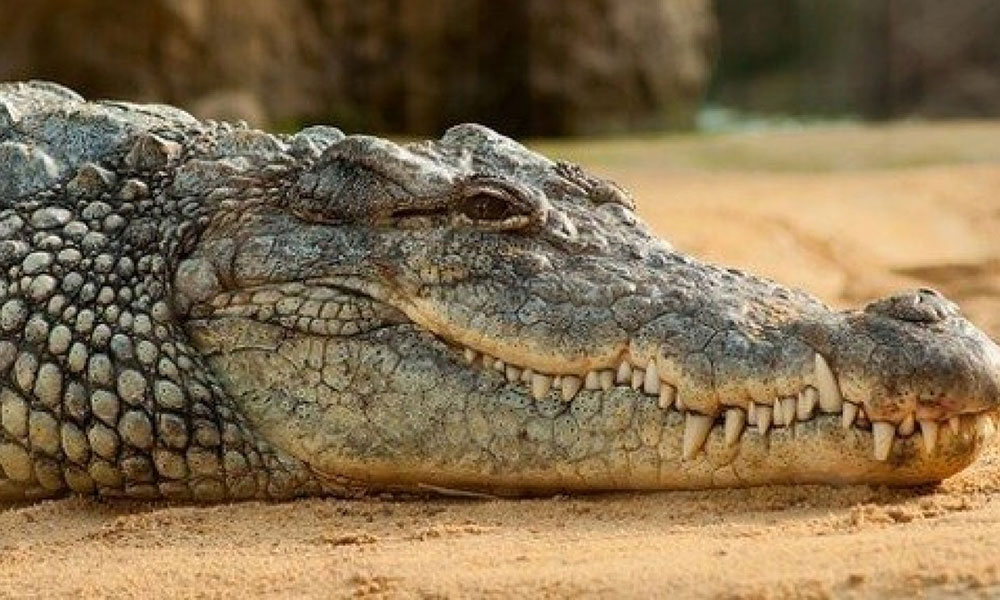 como surgiu expressao lagrimas crocodilo tricurioso 1 1 1