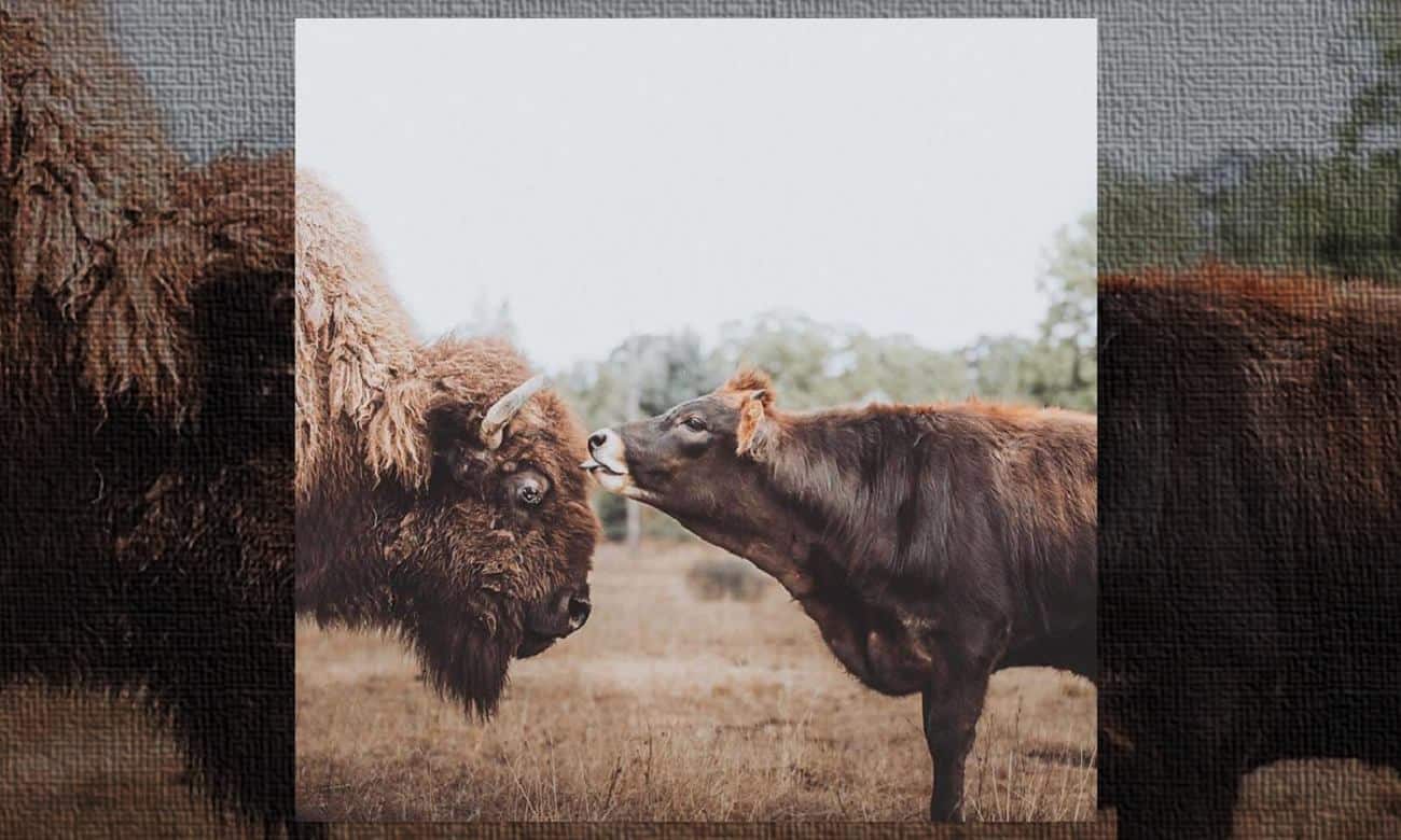 conheca a bisonte helen tricurioso 1 1