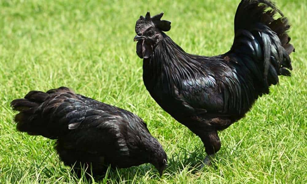 conheca a raca de galinha que e totalmente preta incluindo seus orgaos internos 1 1