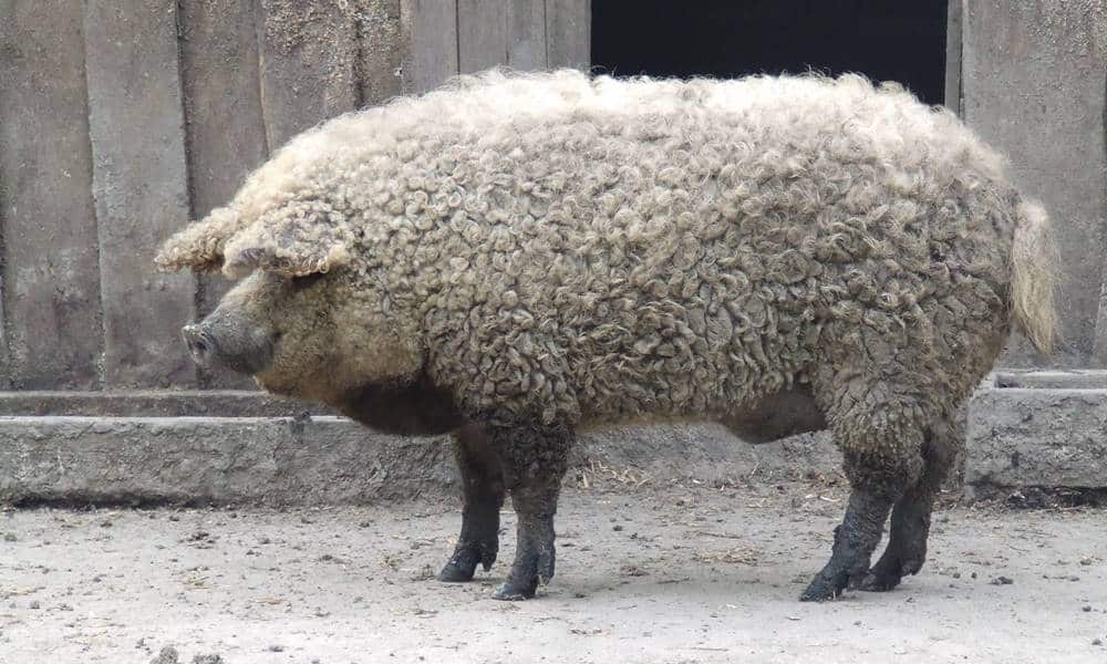 conheca a raca de porcos que se aprecem com ovelhas 1 1