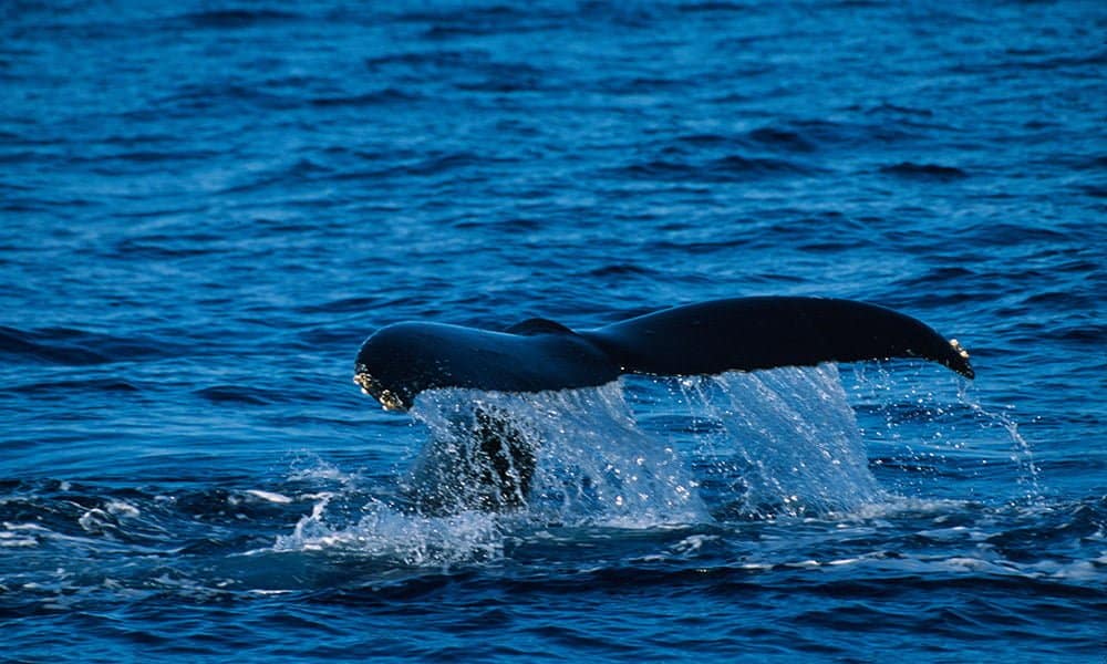 conheca baleia mais solitaria mundo tricurioso 1 1 1