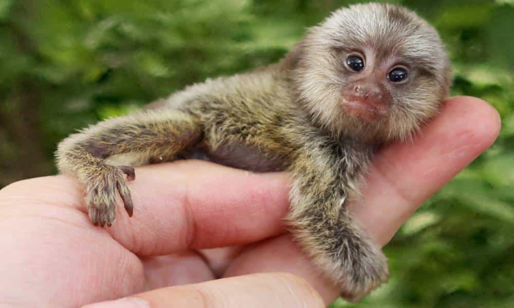 conheca o sagui pigmeu o menor macaco do mundo 1 1