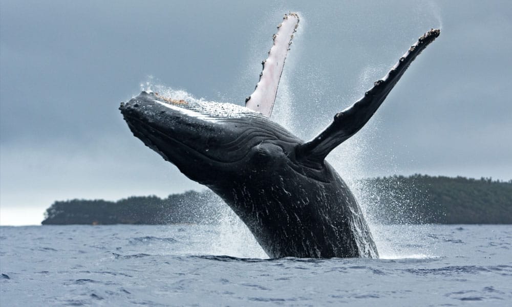 curiosidades das baleias 2 1