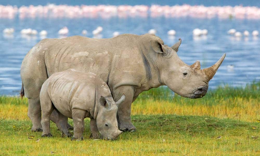curiosidades interessantes sobre os rinocerontes 1 1