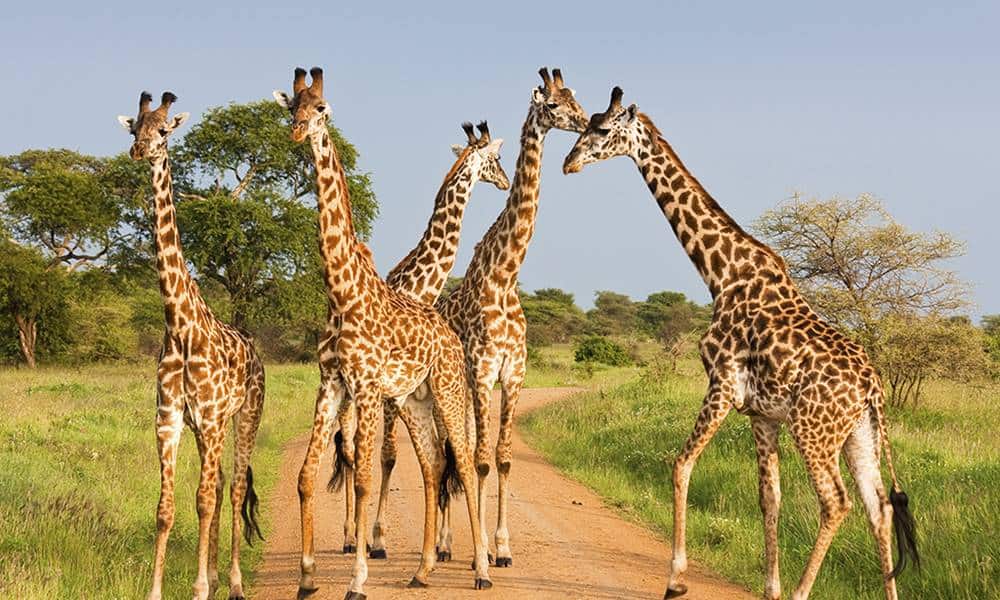 curiosidades que voce precisa conhecer sobre as girafas 1 1