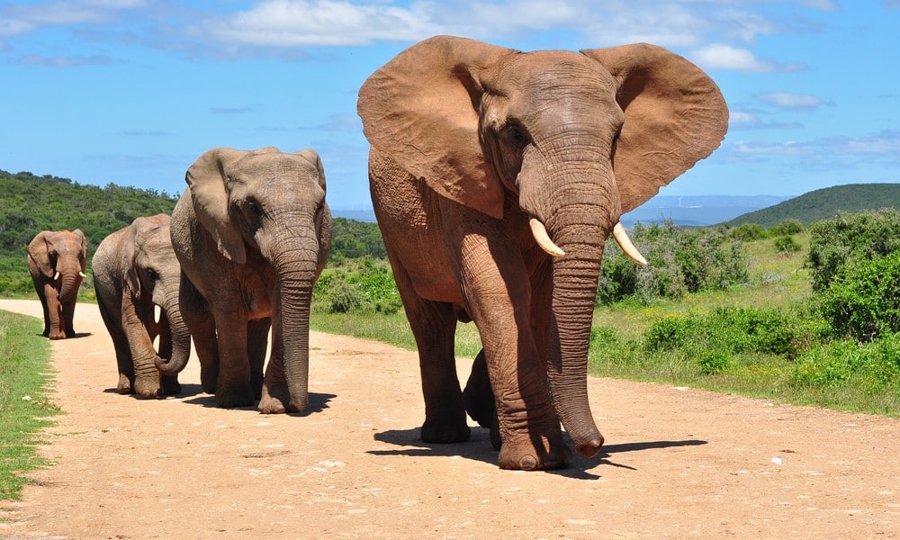 elefante africano tri curioso 1 1