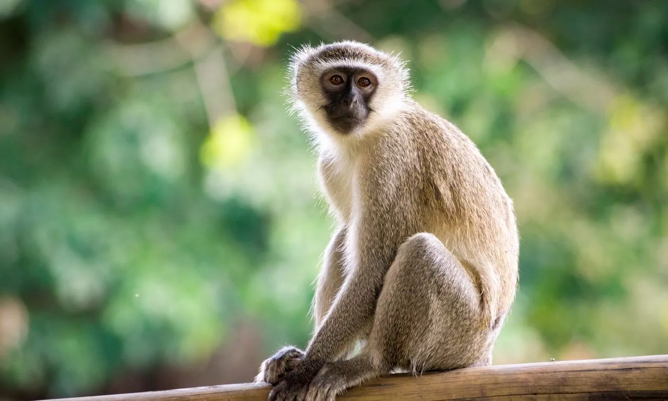 fatos surpreendentes sobre os macacos 1 1