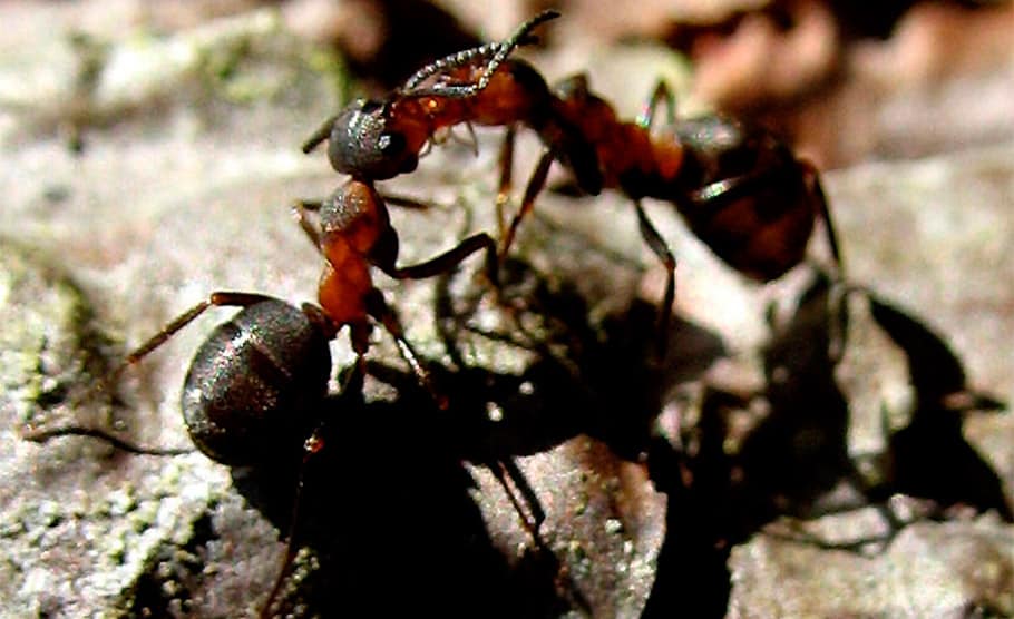 formigas africanas matabele curam tricurioso