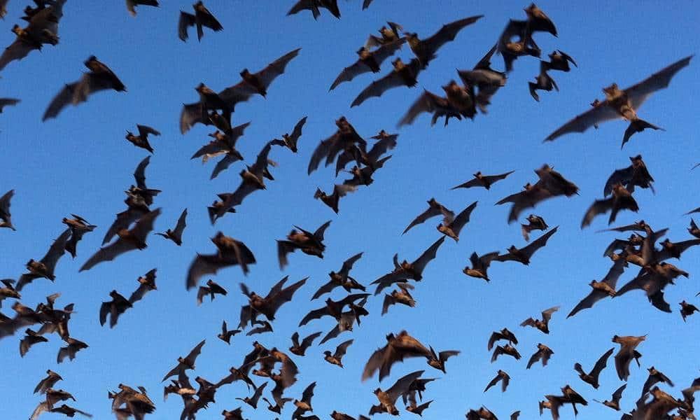 mitos sobre os morcegos