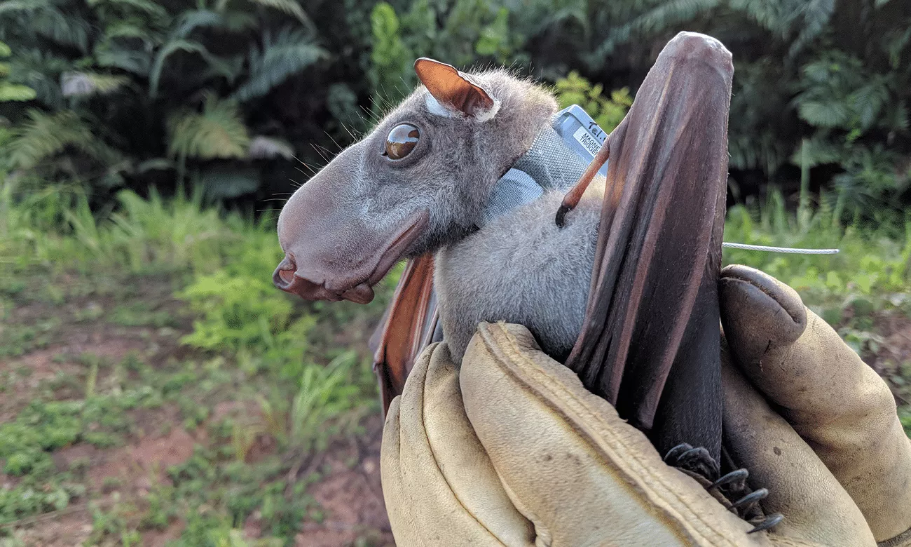 morcego com cabeca de martelo conheca o bizarro animal africao tricurioso 1 1
