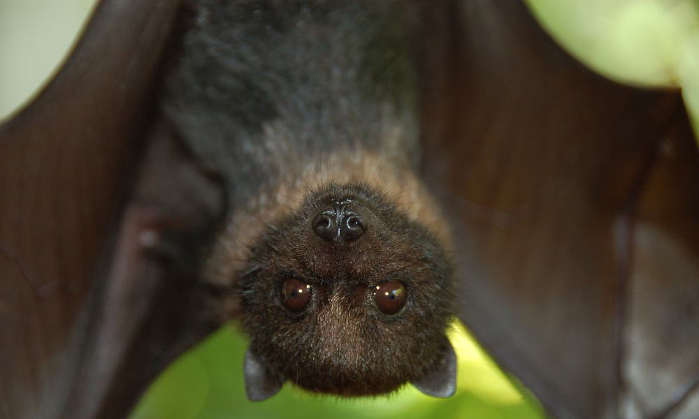 morcegos realmente ficam cabeca baixo tricurioso 1 1