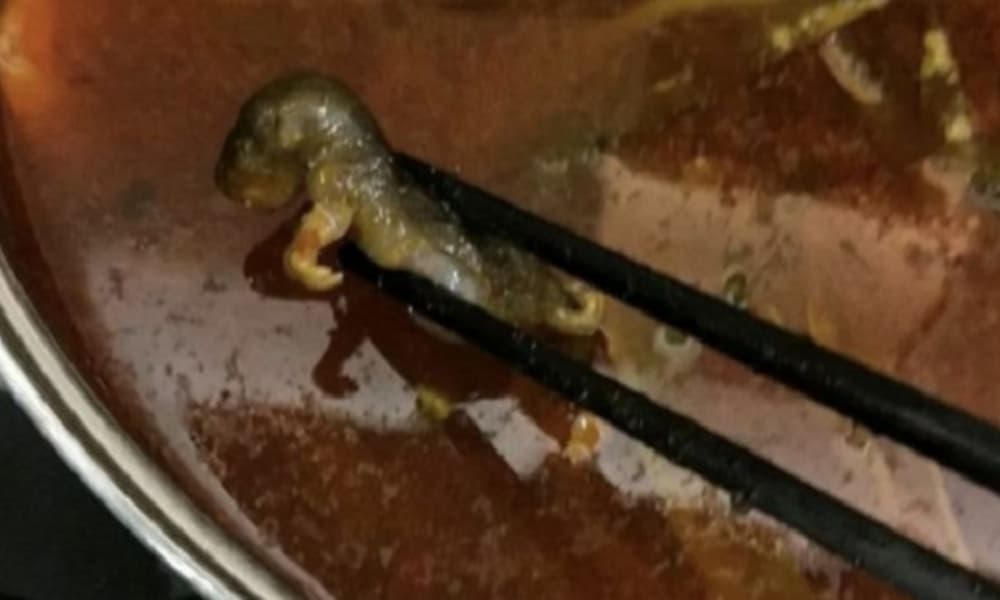mulher gravida encontra rato em sopa na china tricurioso 1