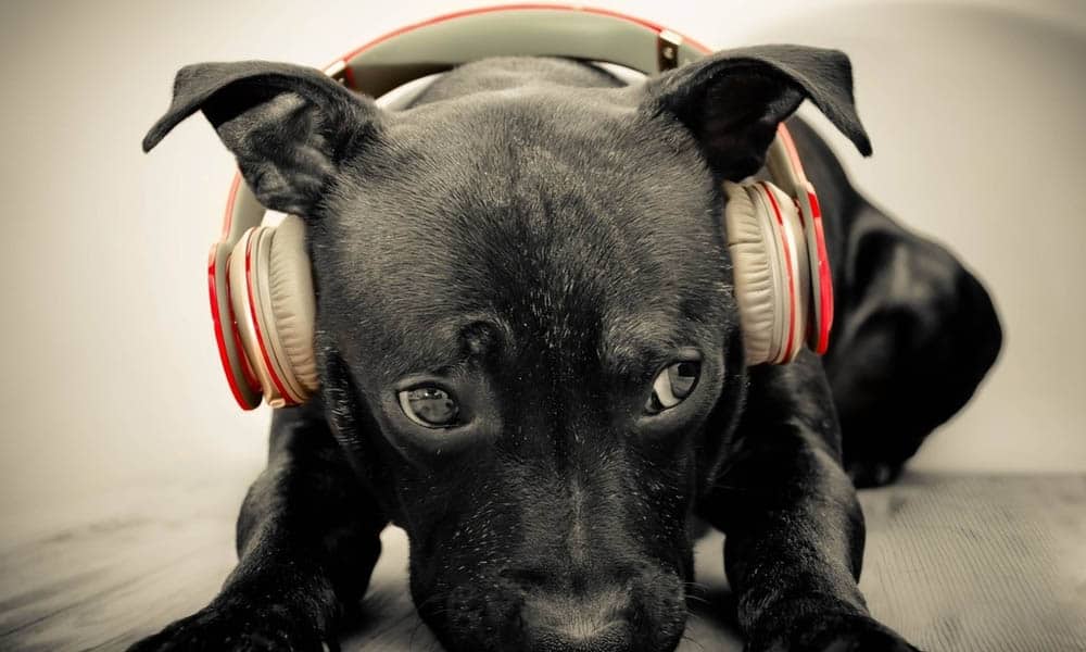 musica para animais brincadeira com certeza nao fones de ouvido 1
