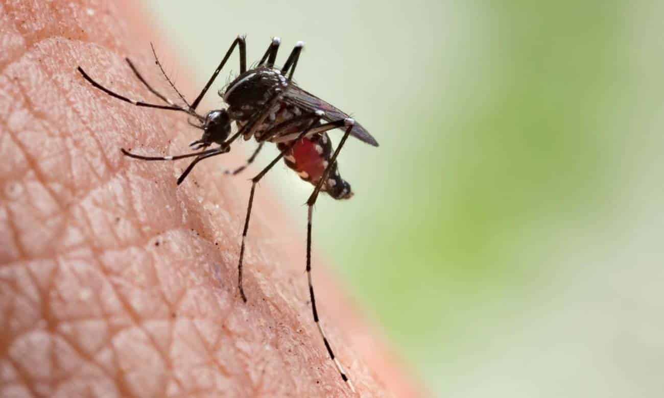 o que aconteceria se os mosquitos fossem extintos 1 1
