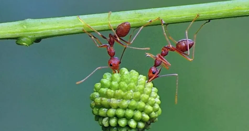 o que as formigas comem 1 1.jpg