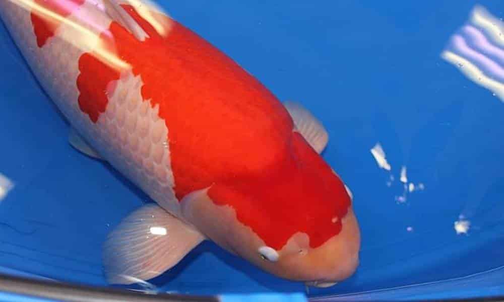 peixe vivo mais caro do mundo e comprado no japao por 18 milhao de dolares 1 1