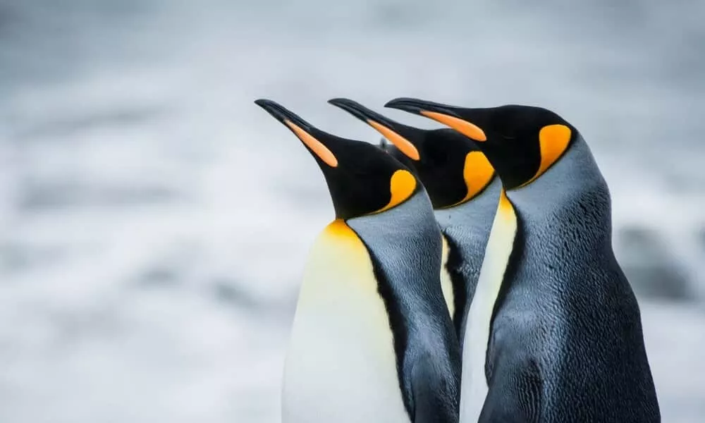 pinguins tri curioso3 1 1