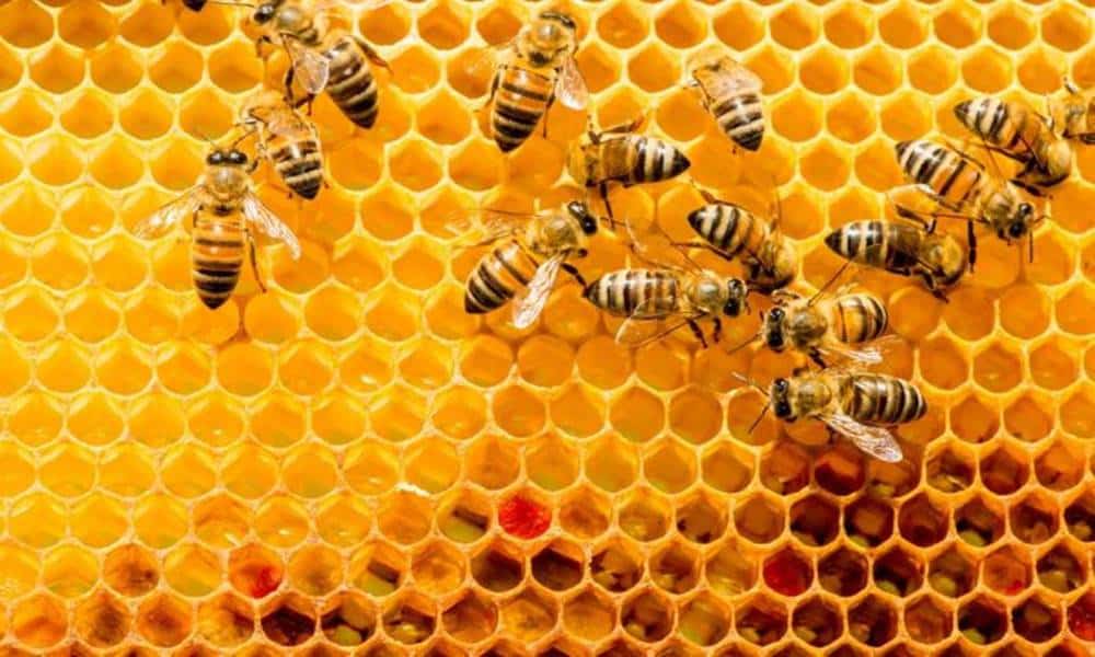por que as abelhas produzem o mel 1 1
