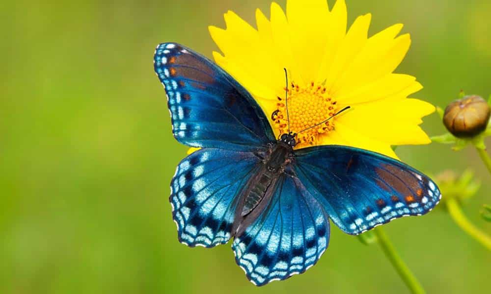 por que as borboletas tem asas coloridas 1 1