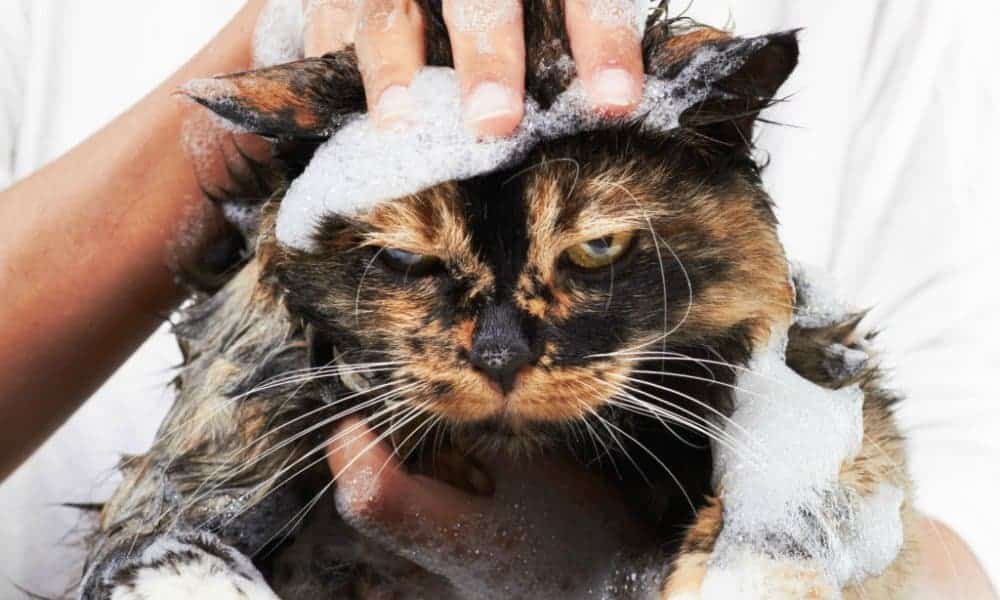 por que gatos tem medo agua tricurioso 1