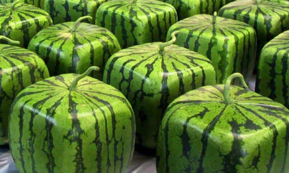 por que os agricultores japoneses estao cultivando melancias quadradas 1 1