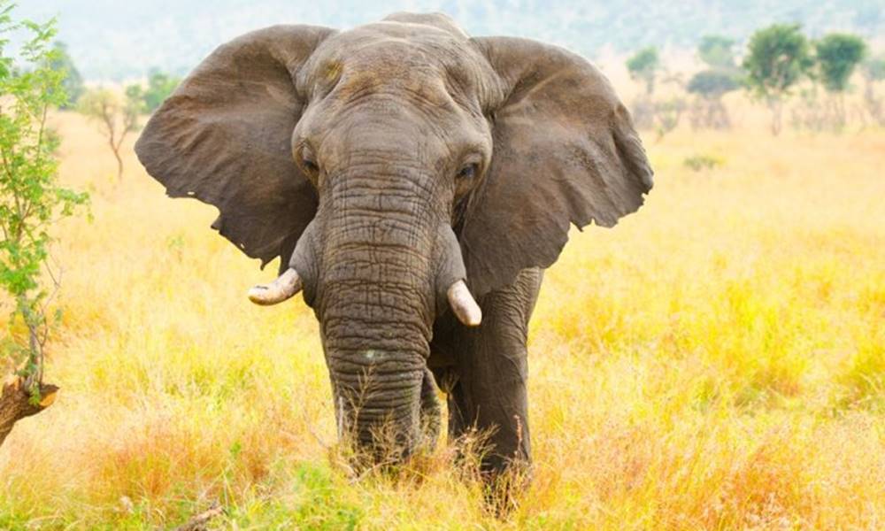 por que os elefantes tem orelhas grandes 1 1