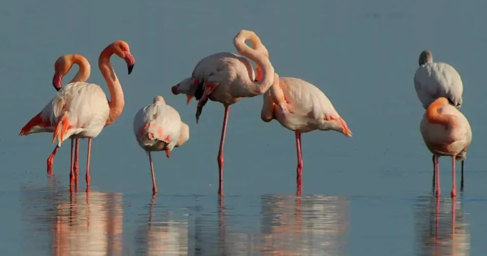 por que os flamingos ficam apoiados em uma perna so 3 1 1.jpg