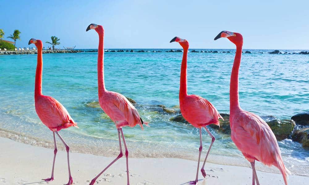 por que os flamingos sao cor de rosa 1